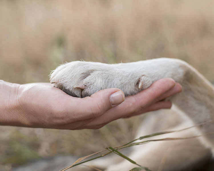 comportementaliste pour animaux